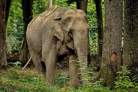 File photo of an elephant