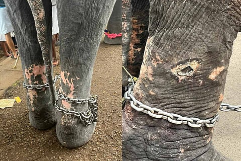 Gods in shackles: Torture of elephants by mahouts and owners are way too common in Kerala.