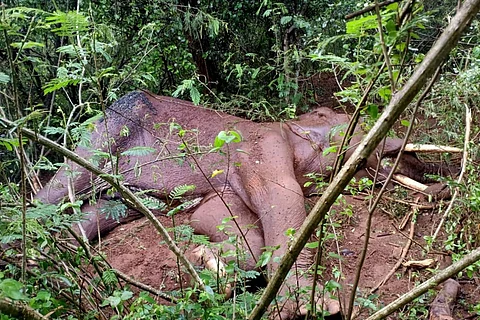The corpse of the elephant that succumbed in Coimbatore