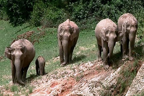Forest officials in Tamil Nadu earlier this week spotted 100 wild elephants at Hosur forest division of Tamil Nadu, a few kilometres away from Kuppam mandal in Chittoor district.