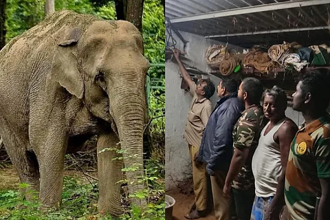 Elephants electrocution in Tamil Nadu