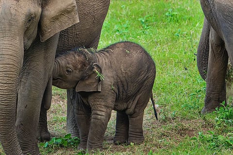 TN elephant electrocution deaths: Govt mandates prior permission for electric fences