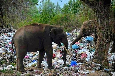 Explainer: Why are elephants dying in Tamil Nadu?