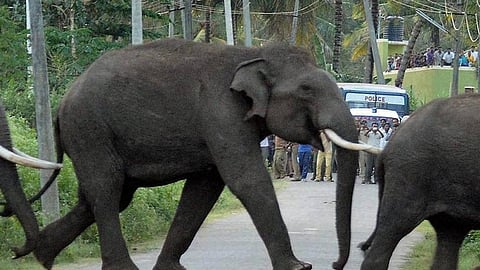 Who is encroaching whose land? A look at the human-elephant conflict in Tamil Nadu