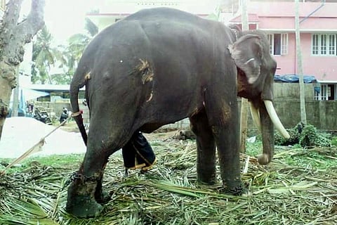 18 deaths in 6 months: How can Kerala save its elephants?