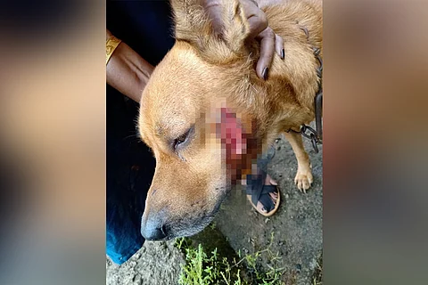 Kerala man stabs neighbour's dog he hated, vandalises their home