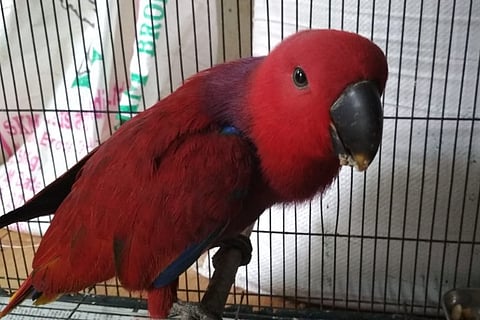 Macaws, iguanas and red squirrels: Activists call for stricter rules on exotic ‘pets’