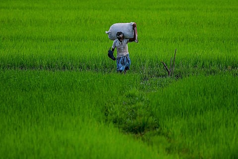 Farmer in paddy fields