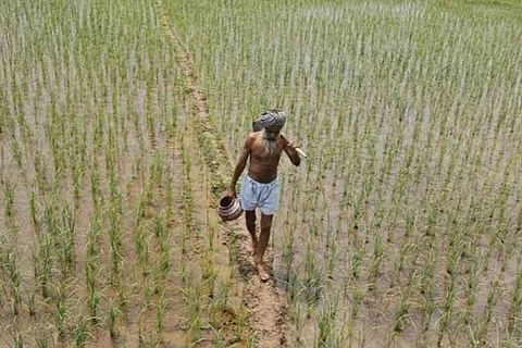 With deficient rainfall in districts, shadow of drought looms large on Andhra Pradesh