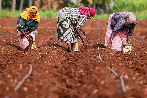 Three farmers at work on a field