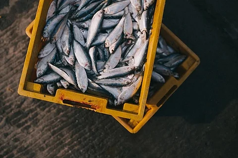 Operation Sagar Rani to prevent mixing of chemicals on fish to be strengthened in Kerala