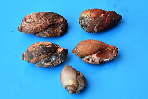 Fossils found by the team from Asifabad