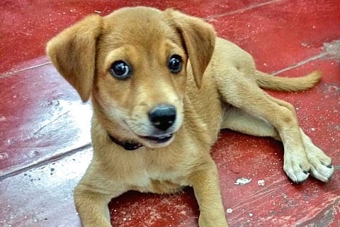 No BBMP, you cannot take away my dogs: Your byelaws are vicious, writes a Bengalurean