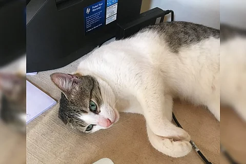 Pet cat that went missing at Bengaluru airport found after ten days