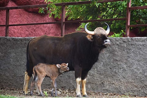 The Gaur calf that was born at the Hyderabad zoo