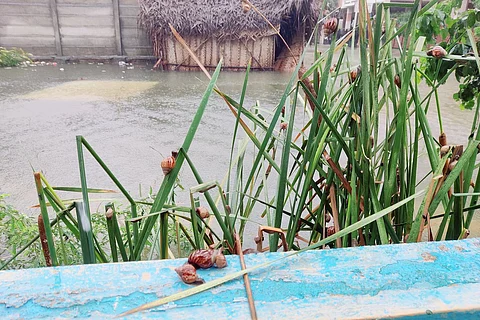 Baby giant african snails on a plant in Chennai