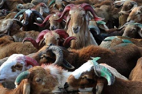 SC seeks Kerala govt's response on appeal against law prohibiting animal sacrifice