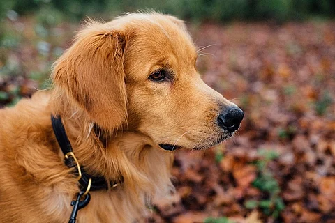 BBMP's 'approved' dog breeds list makes no sense, and is eerily similar to Singapore's