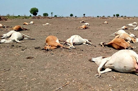 56 cows die after feeding on pesticides in Daida village in Andhra