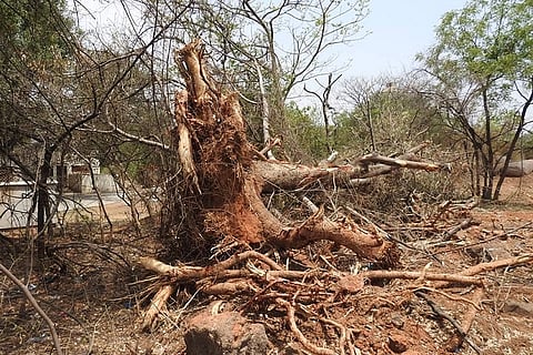 University of Hyderabad chops several trees on campus for new road, activists cry foul