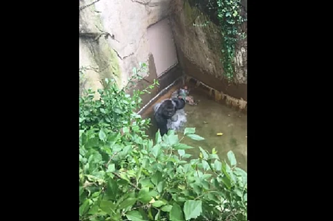 A zookeeper explains why Harambe the gorilla's actions may not have been protective