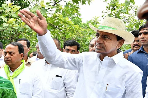 Haritha Haram: 266 cr saplings planted in 8 yrs in Telangana, how many survived?