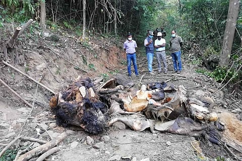 Hassan forest officials inspecting the decomposed carcass of the tusker that is suspected to have been poisoned