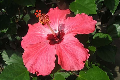 Vaginas ‘fresh as a flower’ and other myths that need to be dispelled