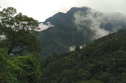 Nilgiris Biosphere reserve forest
