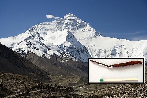 Worm, fungi or enhancement drug? All about the ‘Himalayan Viagra’ and why it’s endangered