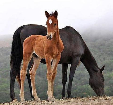 Politicians and "horse-trading": Ever wondered who used the term first?
