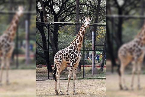 Hyderabad zoo giraffe Bubli
