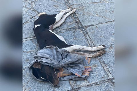 Dog