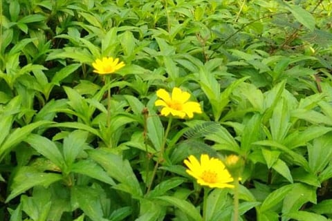 Invasive plant species are creeping into Kerala after the floods