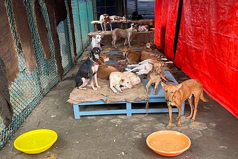 Several dogs captured illegally inside IIT-M campus.