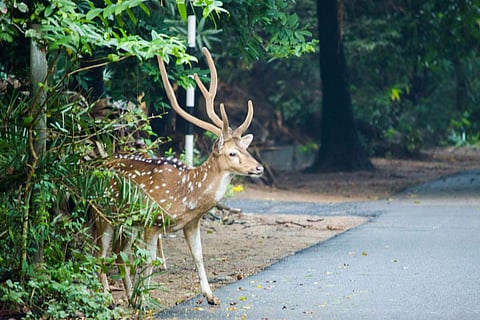 IIT Madras Deer deaths