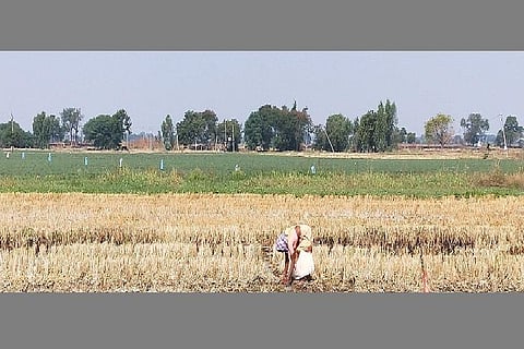 Install meters to measure power supply to agriculture sector: AP govt to discoms