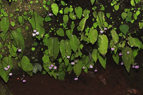 Three new endangered plant species discovered in Idukki