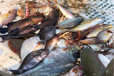 Beyond Vanjaram and Pomfret: A Chennai collective promotes sustainable seafood