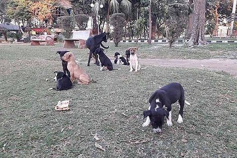 Now, online sale of pets comes under the purview of law