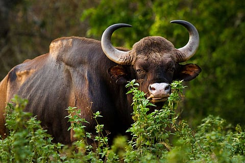 Indian Gaur