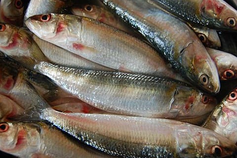 Indian oil sardine