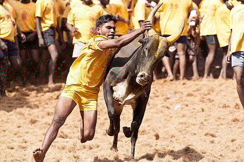 How does law allow Bakrid but not Jallikattu, and is ‘religion’ the way out of the ban?