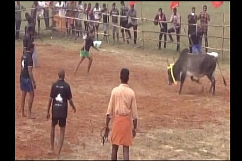 Who cares about SC, they ask: Jallikattu held in TN village
