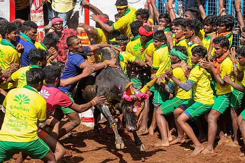 50 injured in two jallikattu events in TN