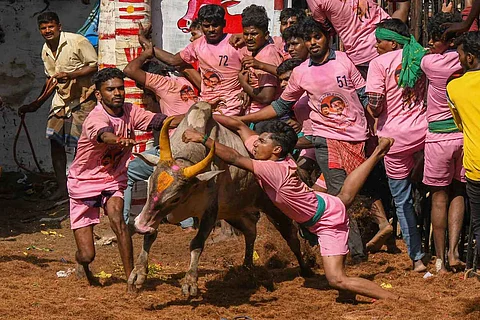 Jallikattu in Madurai