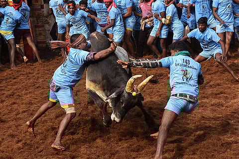 Jallikattu being played in Tamil Nadu