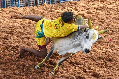 A man taming a bull during jallikattu: Jallikattu events continue in Tamil Nadu, bull-owner gored to death in Trichy