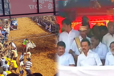 Alanganallur comes alive for jallikattu, as politicians, celebs turn up to watch