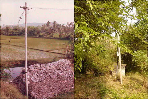 Paddy field to forest in 20 years: A Chennai couple's astounding green journey